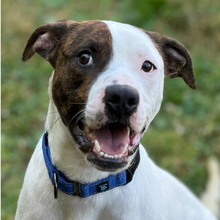 Mickey, an adoptable Mixed Breed in South Haven, MI, 49090 | Photo Image 1