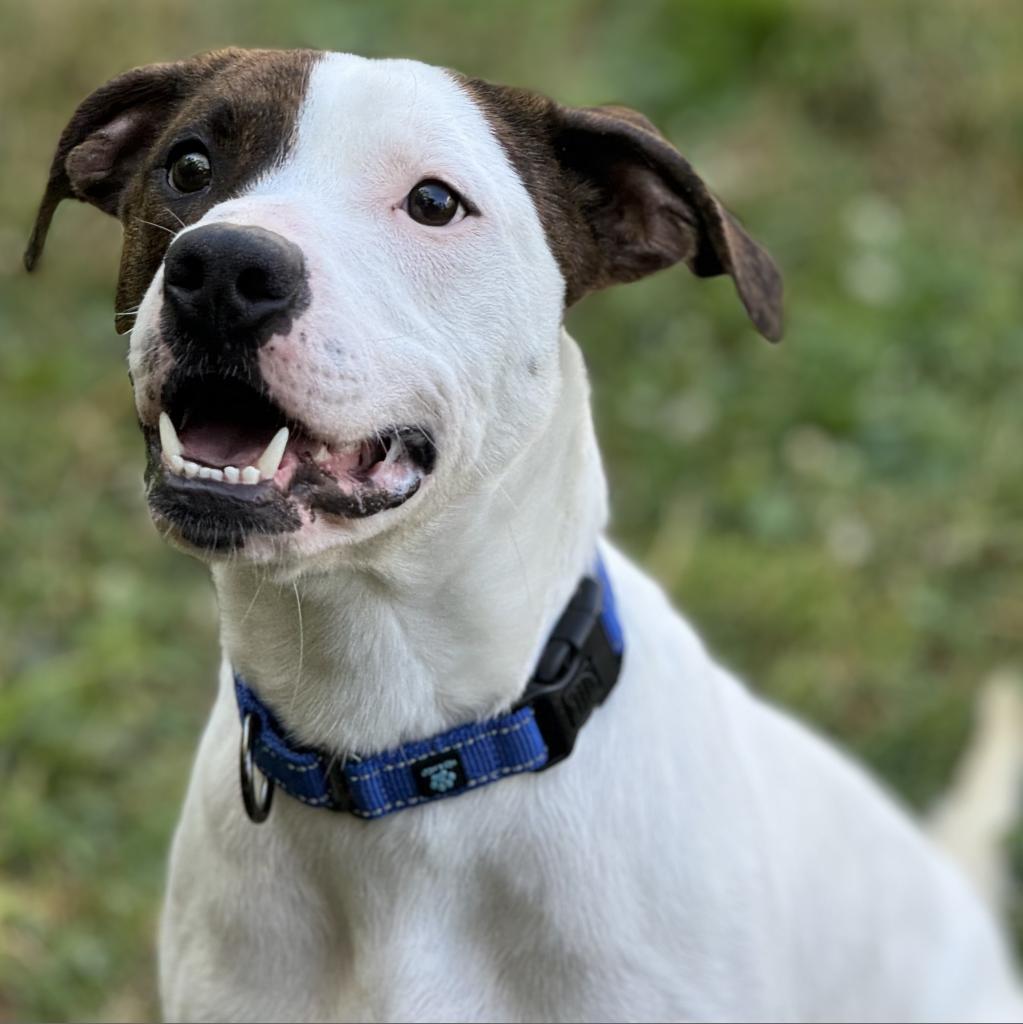 Mickey, an adoptable Mixed Breed in South Haven, MI, 49090 | Photo Image 2