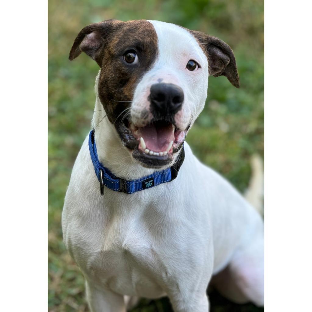 Mickey, an adoptable Mixed Breed in South Haven, MI, 49090 | Photo Image 3