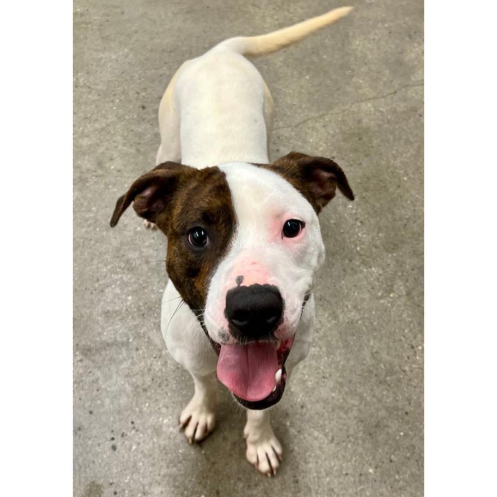Mickey, an adoptable Mixed Breed in South Haven, MI, 49090 | Photo Image 3