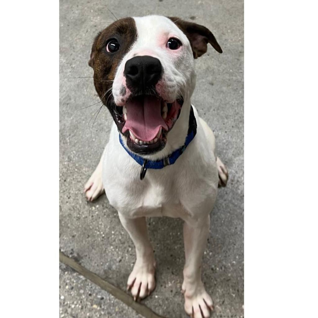 Mickey, an adoptable Mixed Breed in South Haven, MI, 49090 | Photo Image 4
