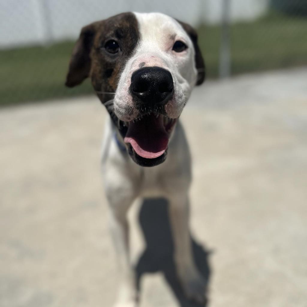 Mickey, an adoptable Mixed Breed in South Haven, MI, 49090 | Photo Image 6