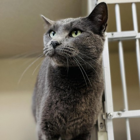 Blimp, an adoptable Domestic Short Hair in Great Falls, MT, 59404 | Photo Image 1