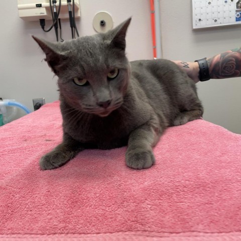 Blimp, an adoptable Domestic Short Hair in Great Falls, MT, 59404 | Photo Image 2