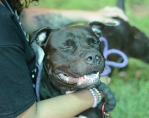 Arlene is a sweet and friendly dog who recently had a wonderful photo session showing her very affe
