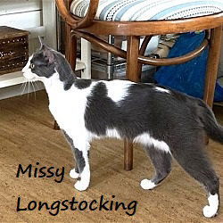 Missy Longstocking #docile-lapcat 4