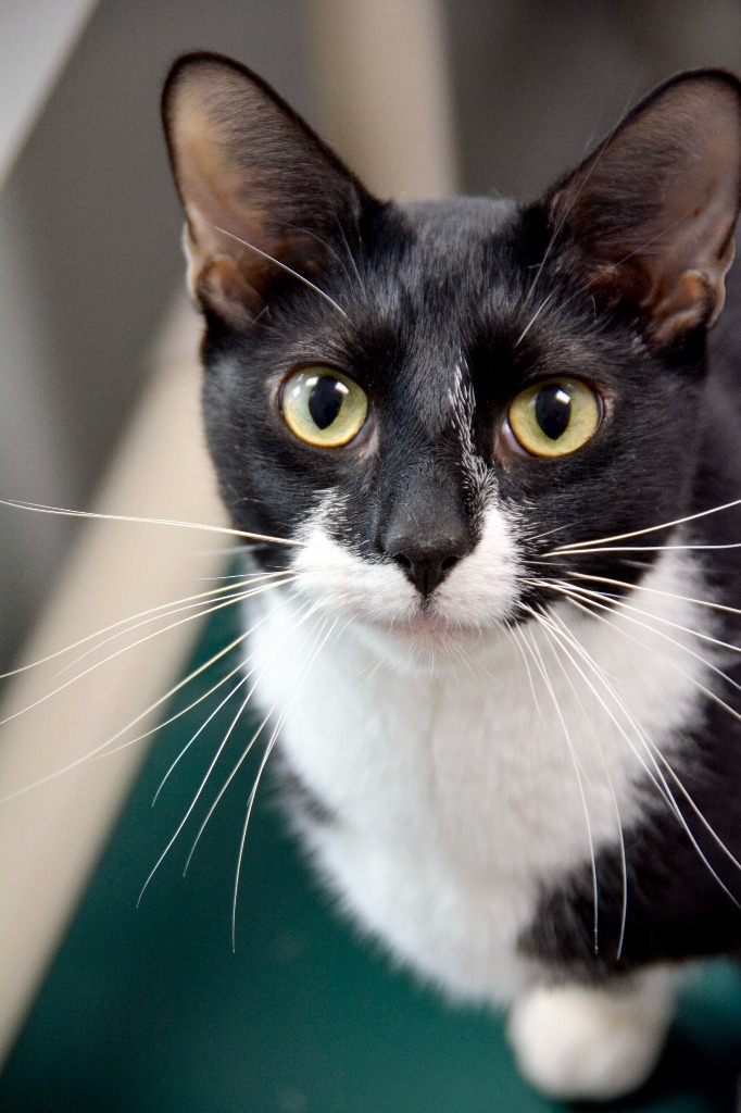JAXS (m), an adoptable Domestic Short Hair in New Bern, NC, 28563 | Photo Image 1