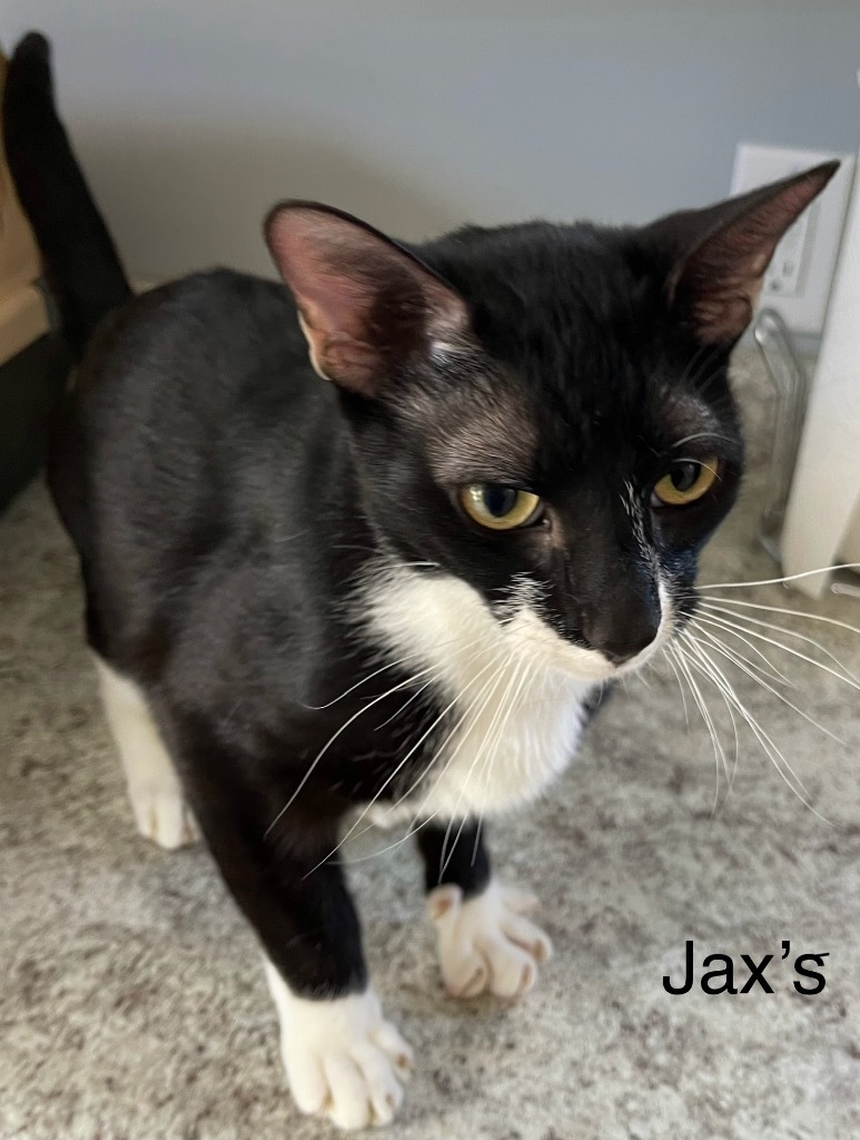 JAXS (m), an adoptable Domestic Short Hair in New Bern, NC, 28563 | Photo Image 2