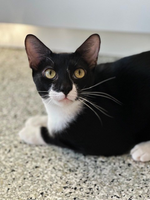 JAXS (m), an adoptable Domestic Short Hair in New Bern, NC, 28563 | Photo Image 3