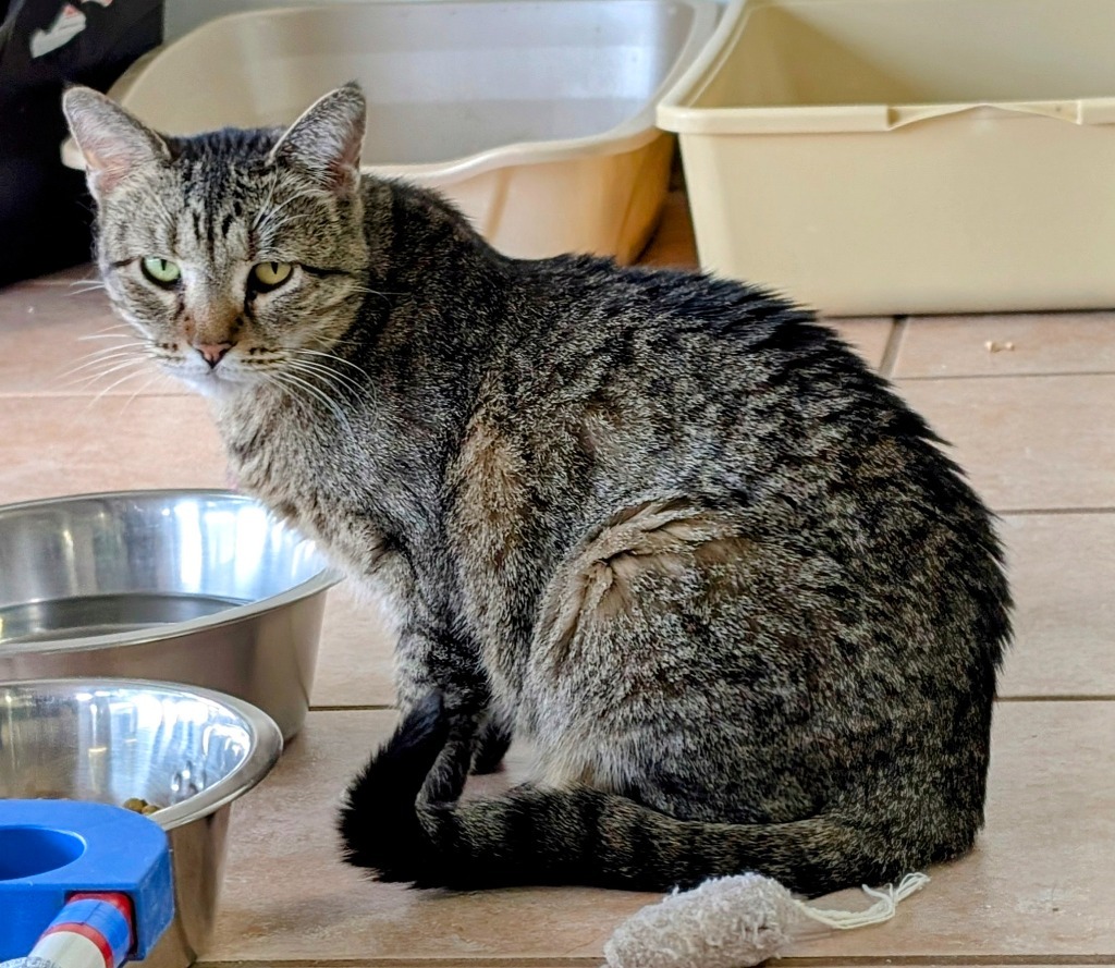 Fresca, an adoptable Domestic Short Hair in Peoria, AZ, 85345 | Photo Image 1
