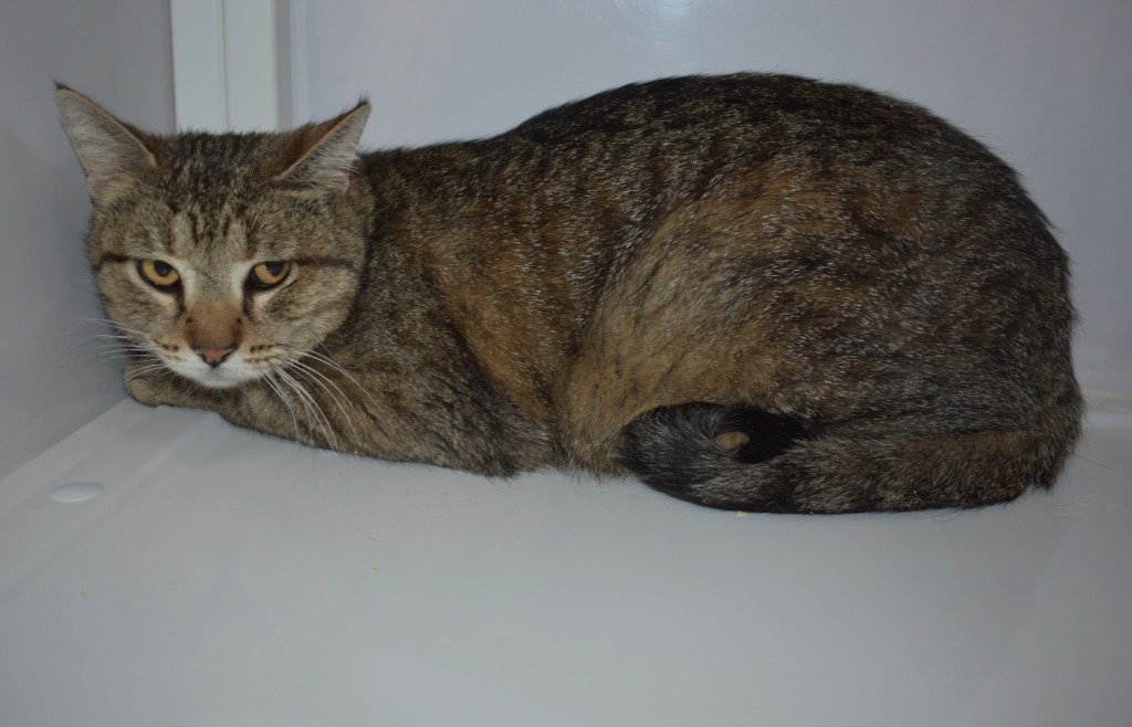 Fresca, an adoptable Domestic Short Hair in Peoria, AZ, 85345 | Photo Image 3