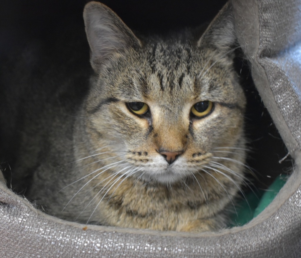 Fresca, an adoptable Domestic Short Hair in Peoria, AZ, 85345 | Photo Image 4