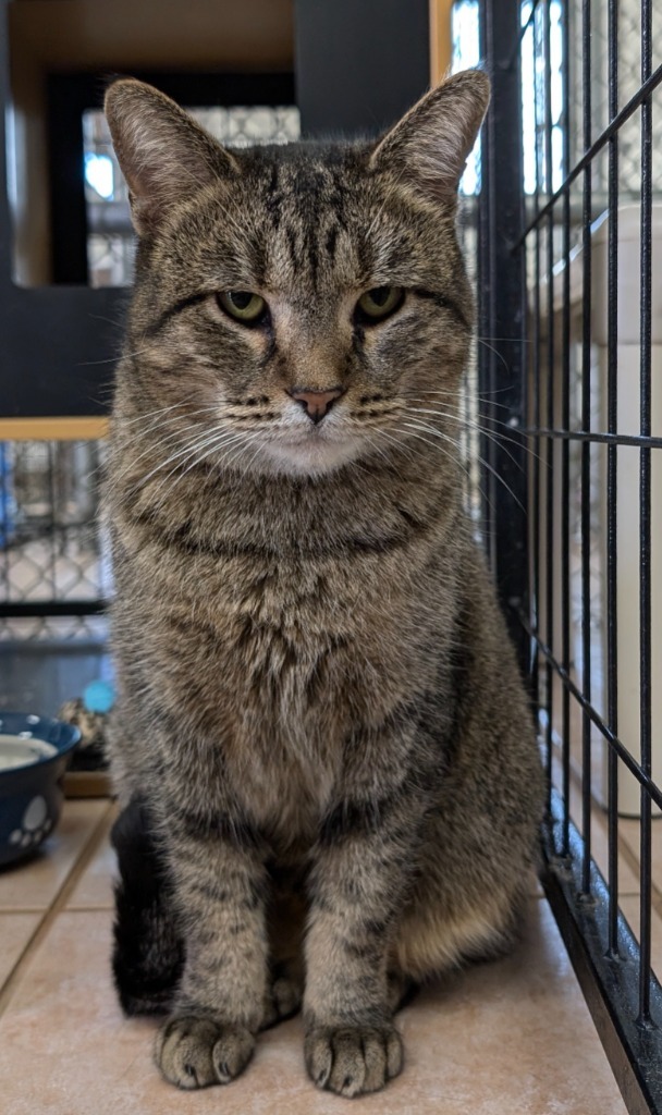 Fresca, an adoptable Domestic Short Hair in Peoria, AZ, 85345 | Photo Image 5