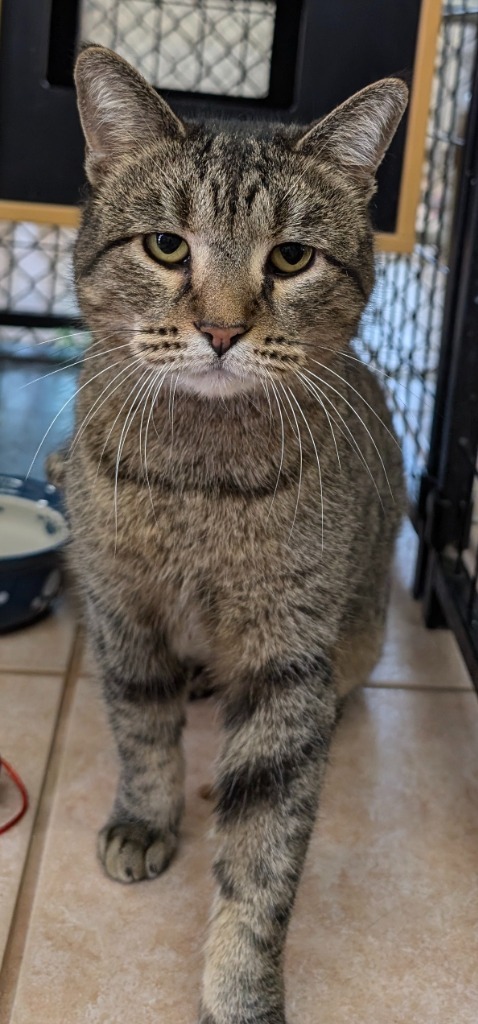Fresca, an adoptable Domestic Short Hair in Peoria, AZ, 85345 | Photo Image 6