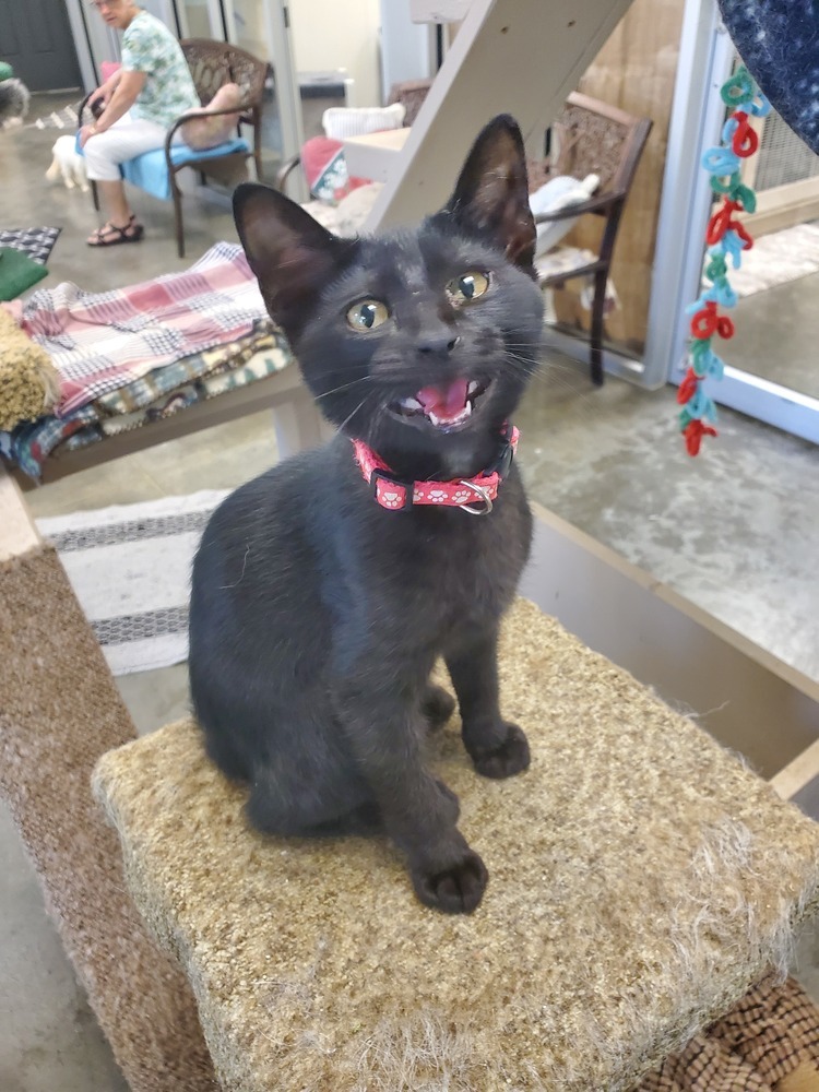 Brandi, an adoptable American Shorthair in Bartlesville, OK, 74006 | Photo Image 1