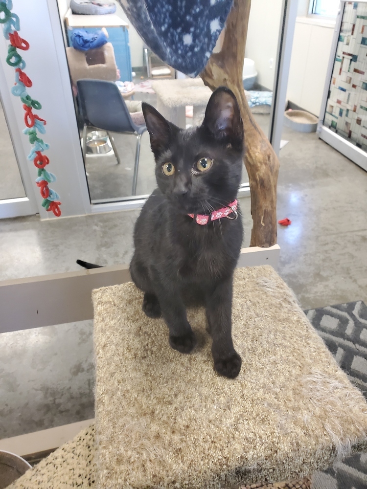 Brandi, an adoptable American Shorthair in Bartlesville, OK, 74006 | Photo Image 2