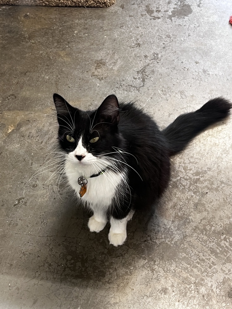 Felicia, an adoptable Domestic Long Hair in Bartlesville, OK, 74006 | Photo Image 1