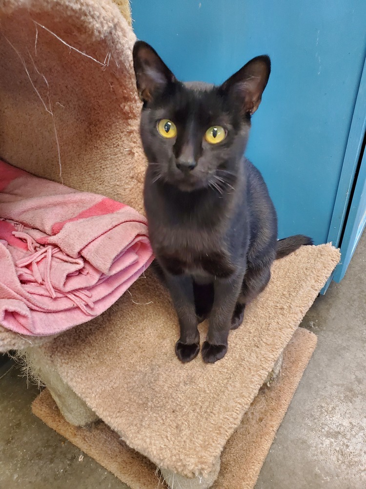 Bethany, an adoptable American Shorthair in Bartlesville, OK, 74006 | Photo Image 1