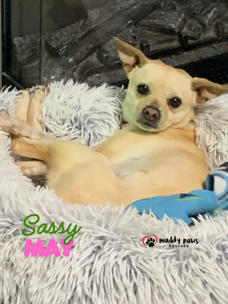 Sassy May, an adoptable Jack Russell Terrier, Chihuahua in Council Bluffs, IA, 51503 | Photo Image 1