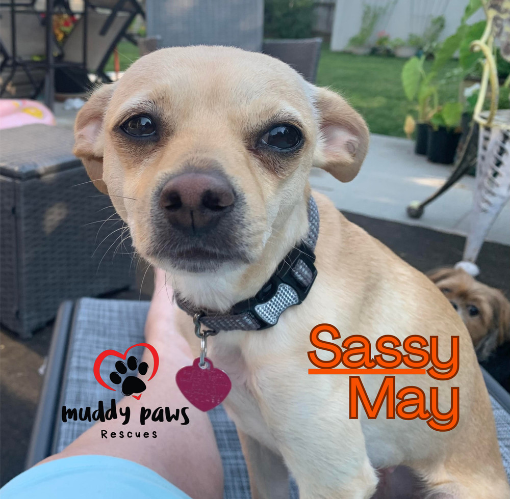 Sassy May, an adoptable Jack Russell Terrier, Chihuahua in Council Bluffs, IA, 51503 | Photo Image 1