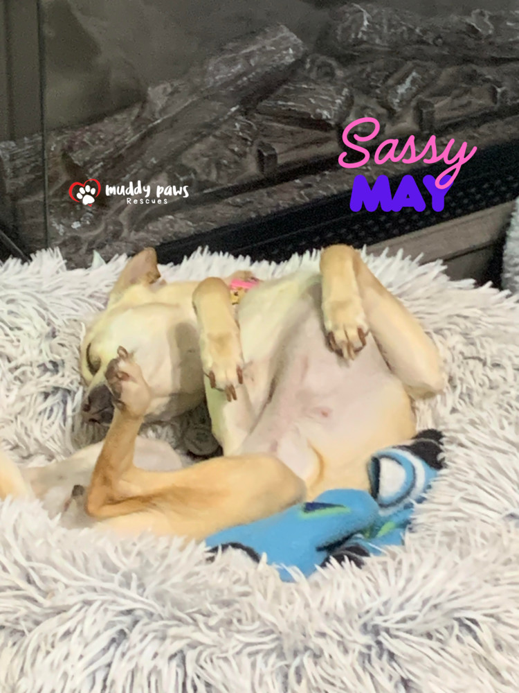 Sassy May, an adoptable Jack Russell Terrier, Chihuahua in Council Bluffs, IA, 51503 | Photo Image 2