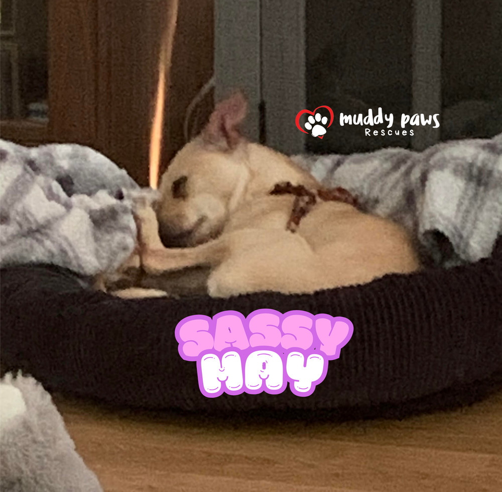 Sassy May, an adoptable Jack Russell Terrier, Chihuahua in Council Bluffs, IA, 51503 | Photo Image 2