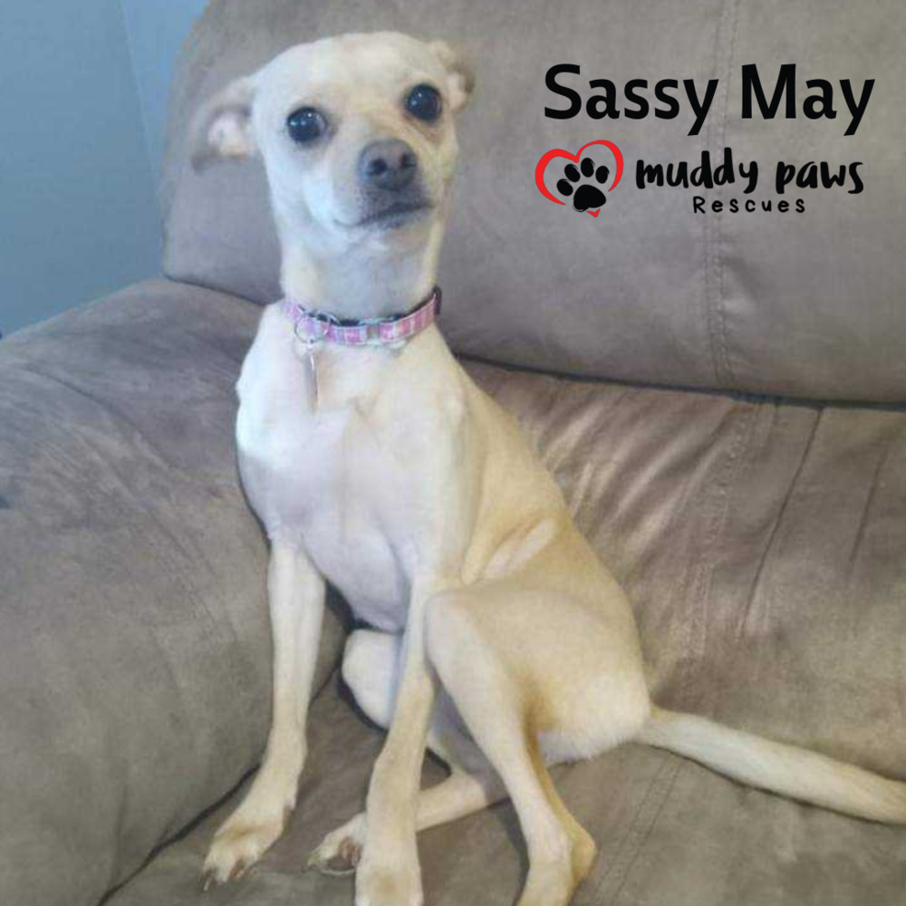 Sassy May, an adoptable Jack Russell Terrier, Chihuahua in Council Bluffs, IA, 51503 | Photo Image 3