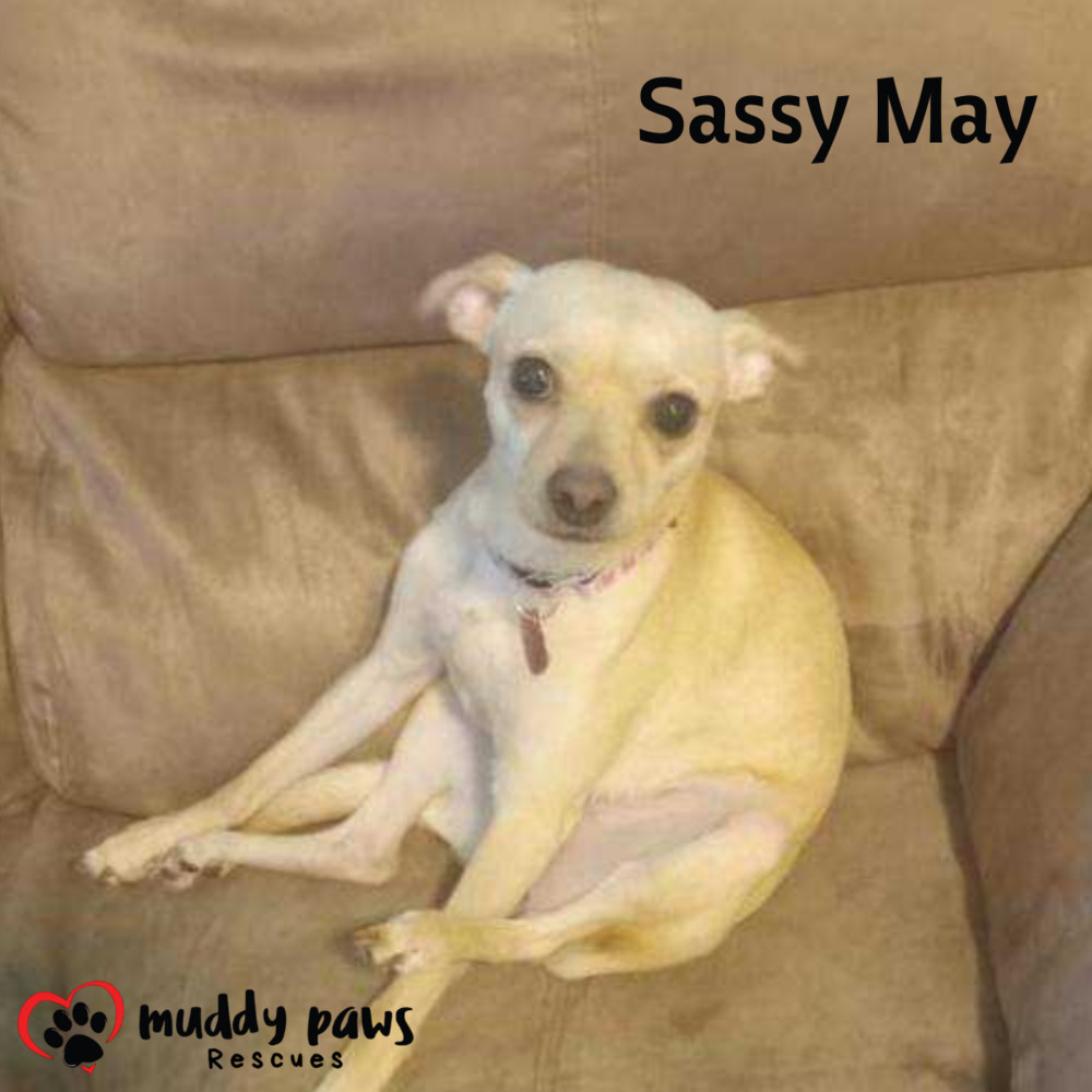 Sassy May, an adoptable Jack Russell Terrier, Chihuahua in Council Bluffs, IA, 51503 | Photo Image 4