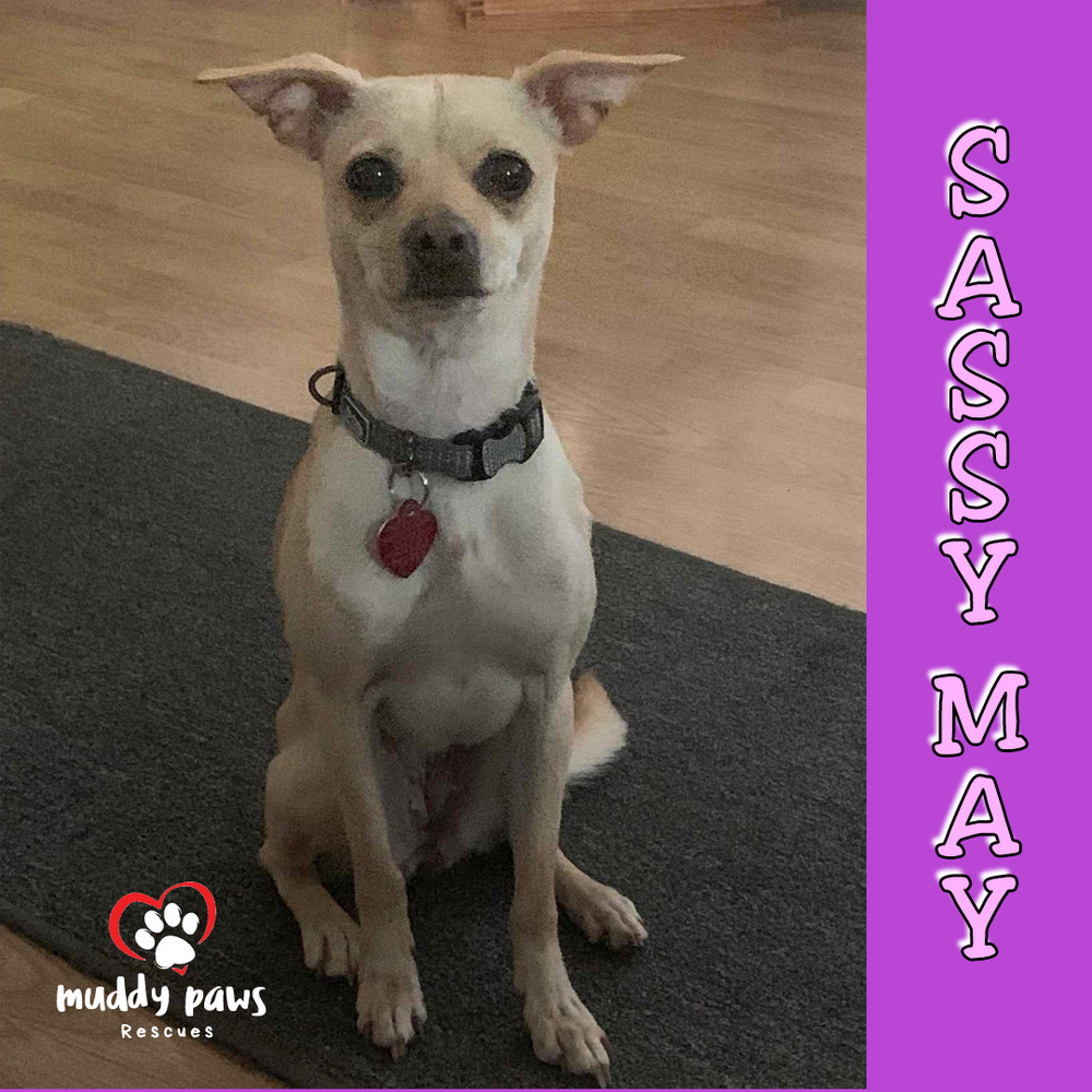Sassy May, an adoptable Jack Russell Terrier, Chihuahua in Council Bluffs, IA, 51503 | Photo Image 5