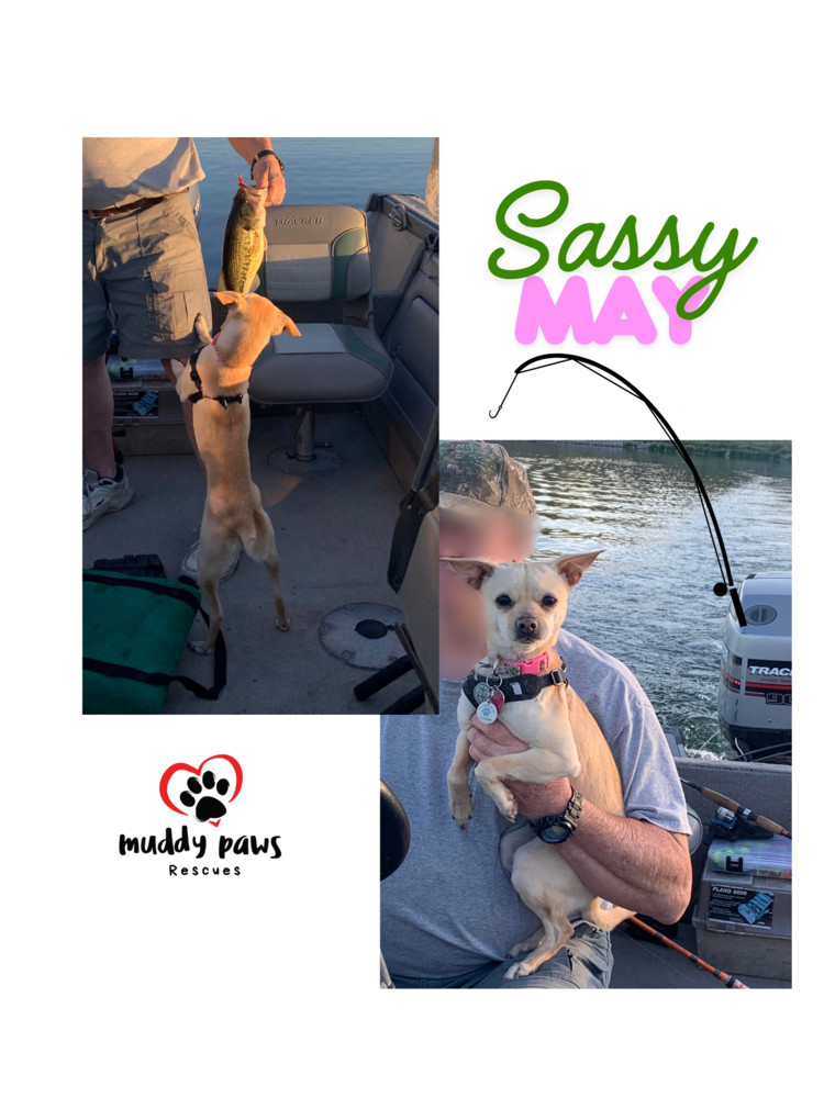 Sassy May, an adoptable Jack Russell Terrier, Chihuahua in Council Bluffs, IA, 51503 | Photo Image 5