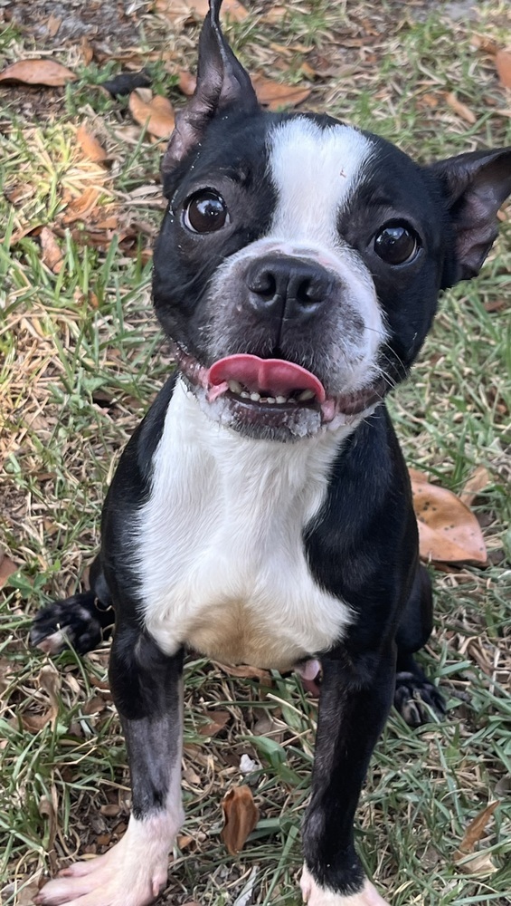 Dog for adoption - Margarita May - # 4219 FL, a Boston Terrier in ...