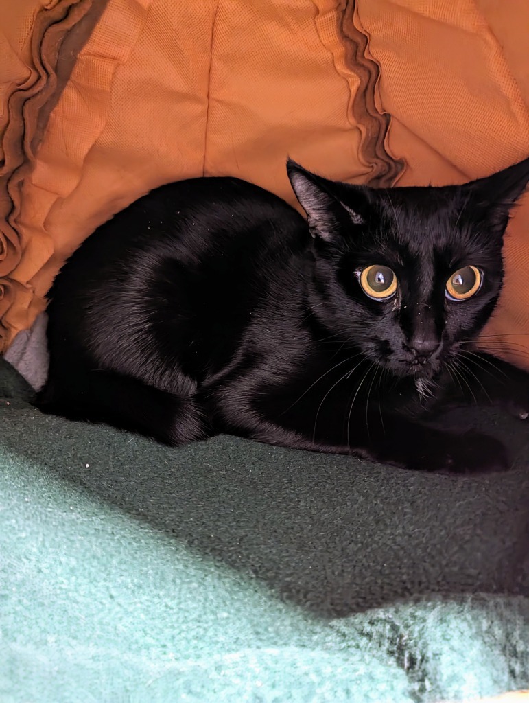 Sana, an adoptable Domestic Short Hair in Liverpool, NY, 13088 | Photo Image 1
