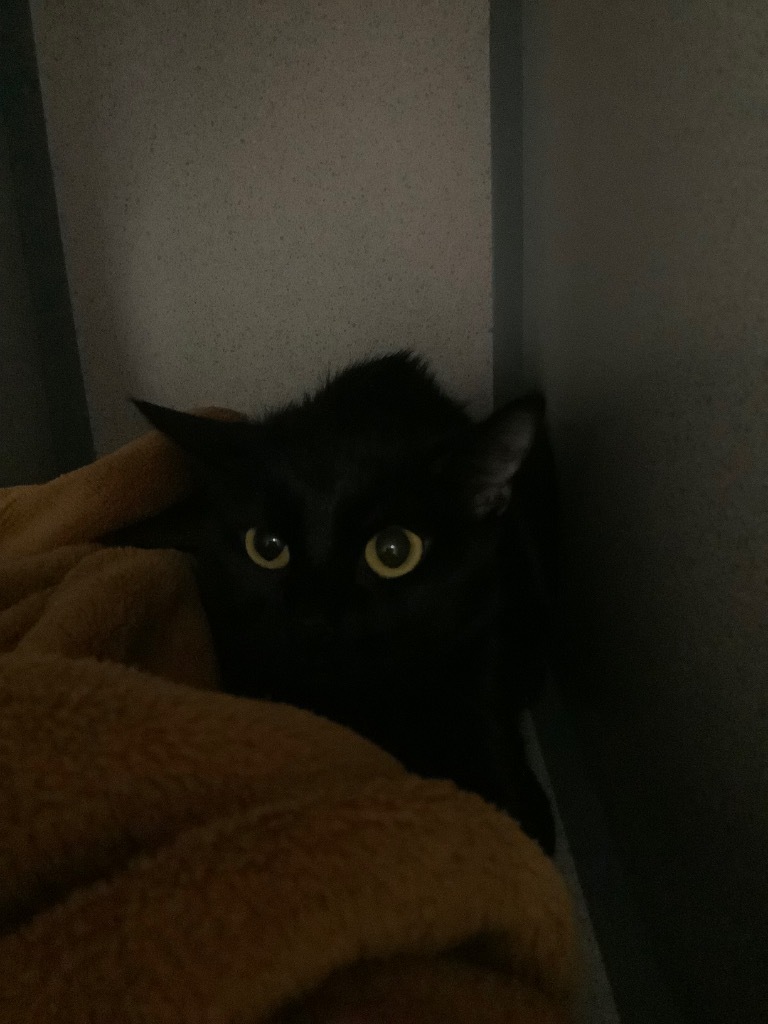 Sana, an adoptable Domestic Short Hair in Liverpool, NY, 13088 | Photo Image 2