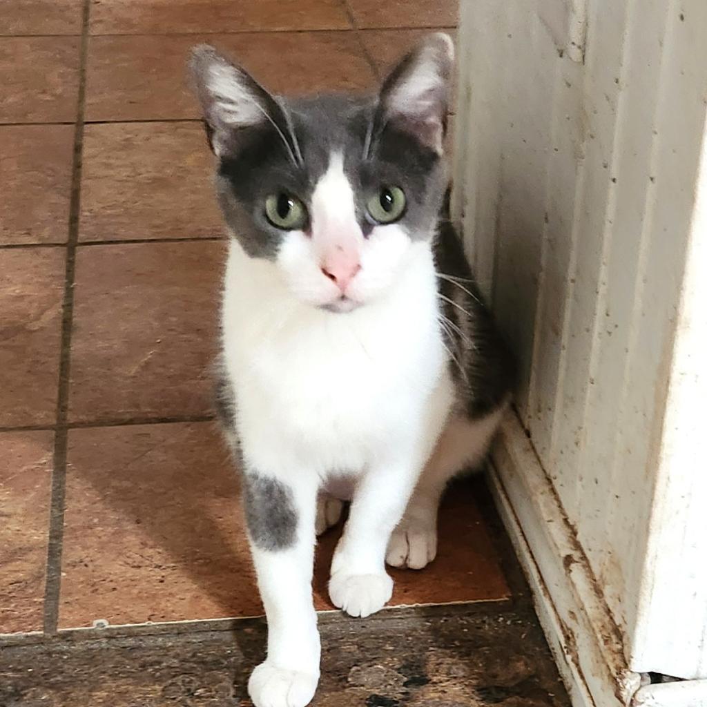 Peppa Pig GC*, an adoptable Domestic Medium Hair in Austin, TX, 78701 | Photo Image 1