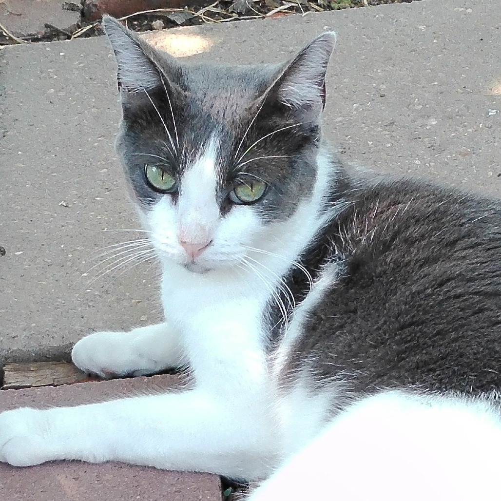 Peppa Pig GC*, an adoptable Domestic Medium Hair in Austin, TX, 78701 | Photo Image 1