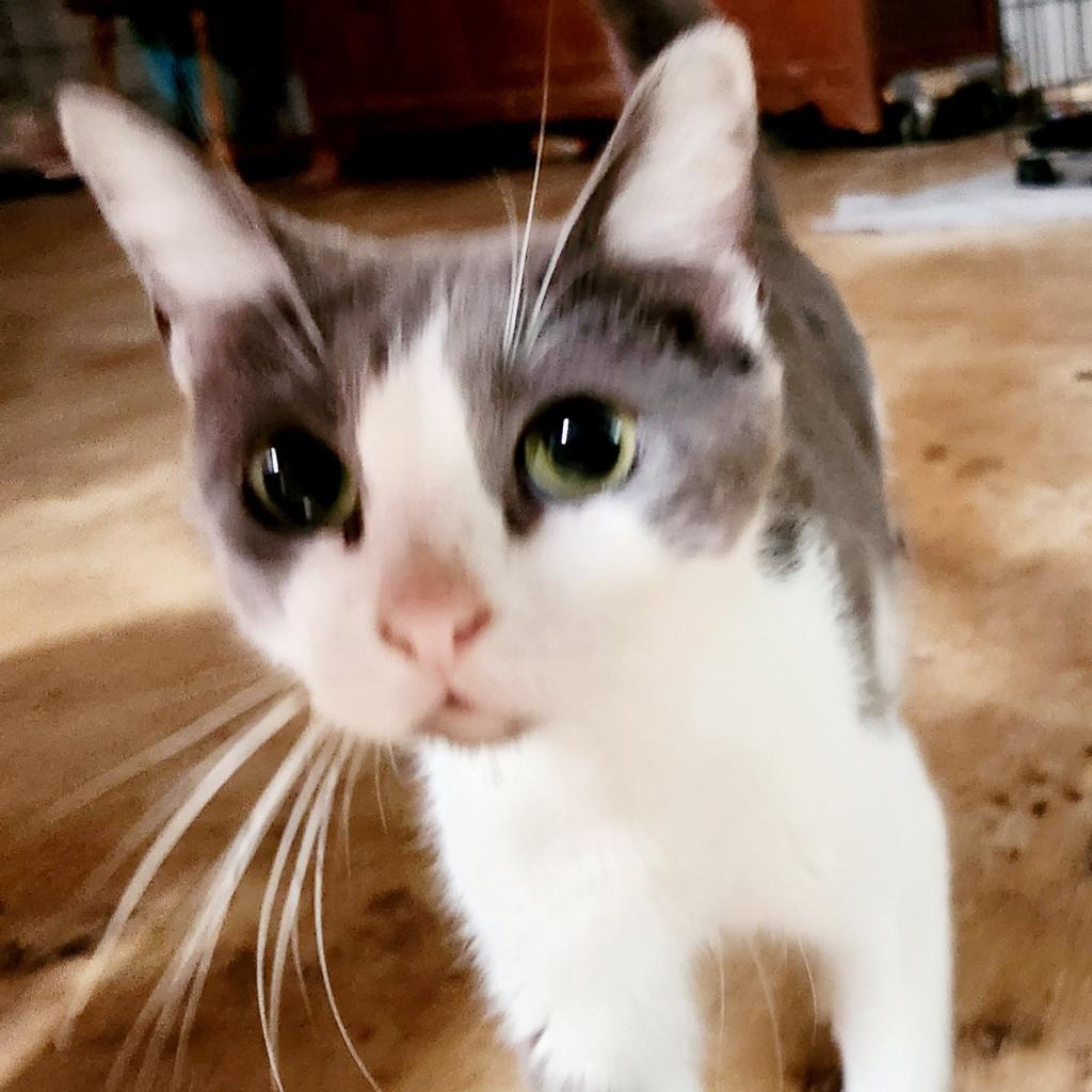 Peppa Pig GC*, an adoptable Domestic Medium Hair in Austin, TX, 78701 | Photo Image 2