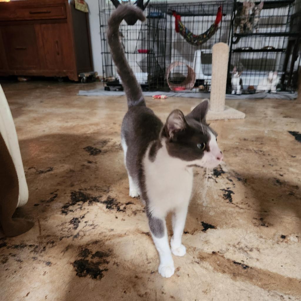 Peppa Pig GC*, an adoptable Domestic Medium Hair in Austin, TX, 78701 | Photo Image 3