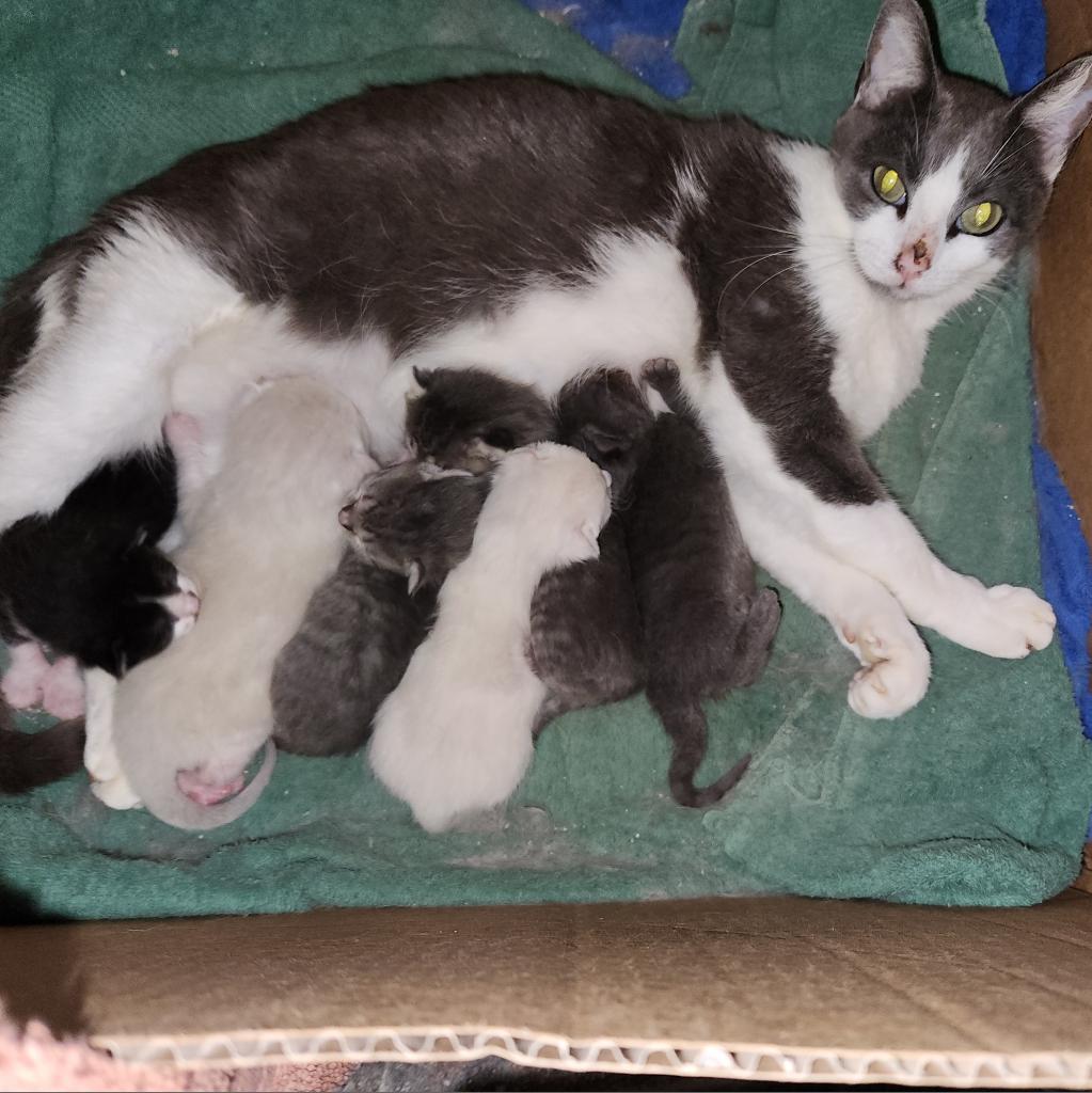 Peppa Pig GC*, an adoptable Domestic Medium Hair in Austin, TX, 78701 | Photo Image 5