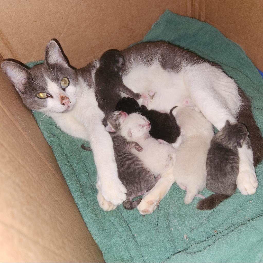 Peppa Pig GC*, an adoptable Domestic Medium Hair in Austin, TX, 78701 | Photo Image 6