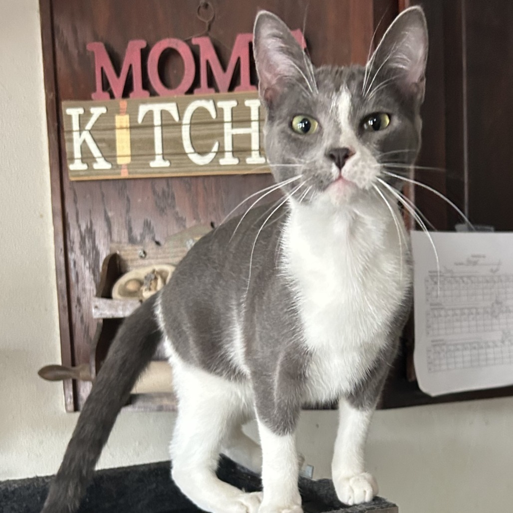 Sneezy NN*, an adoptable Domestic Short Hair in Austin, TX, 78701 | Photo Image 1