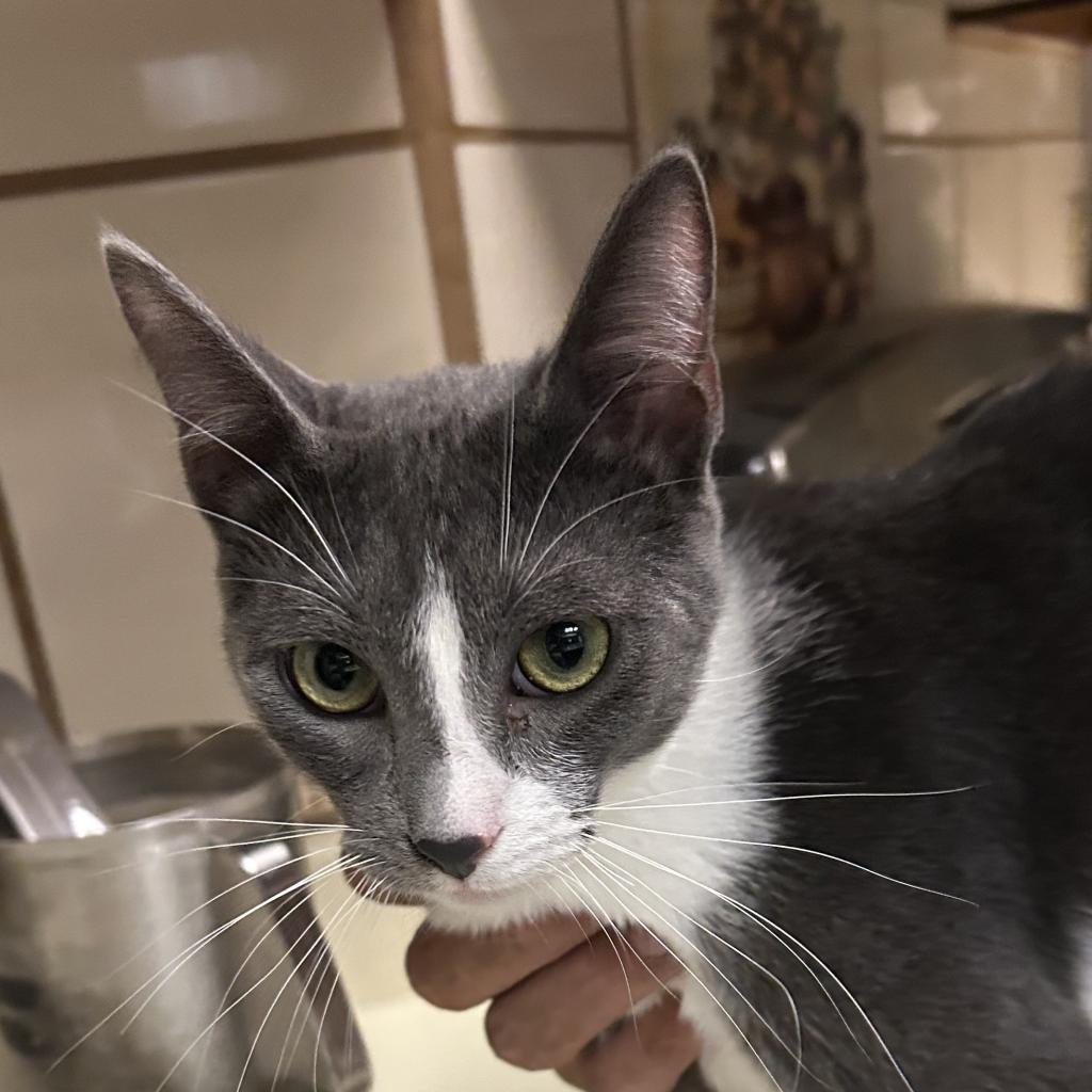 Sneezy NN*, an adoptable Domestic Short Hair in Austin, TX, 78701 | Photo Image 2