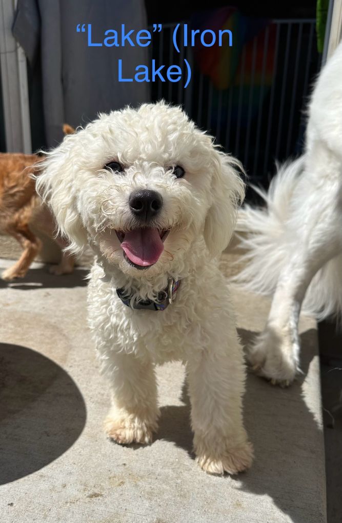 Dog for adoption - Bichon Pup 1, a Bichon Frise in Windsor, CO | Petfinder