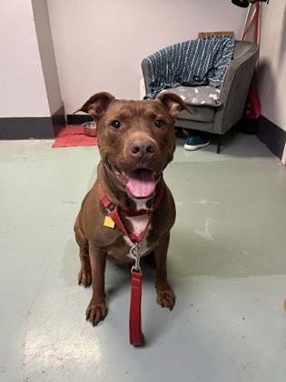 Bailey, an adoptable Mixed Breed in Montreal, QC, H4P 1X4 | Photo Image 1