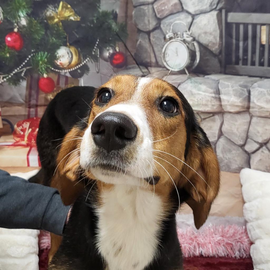 Elvis