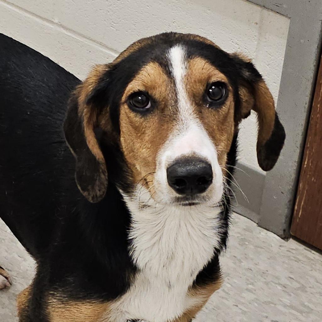 Elvis