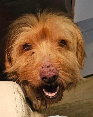 Momo PKA Mono, an adoptable Briard in Dallas, TX, 75248 | Photo Image 1