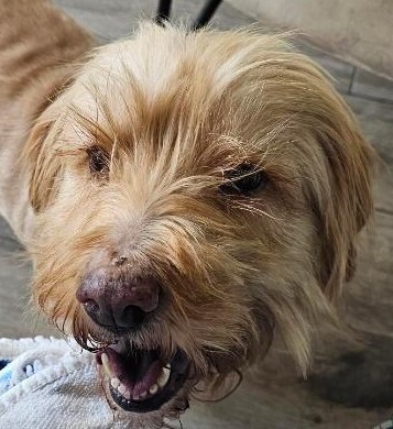 Momo PKA Mono, an adoptable Briard in Dallas, TX, 75248 | Photo Image 2