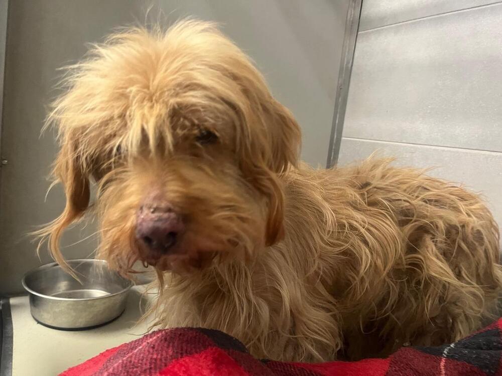 Momo PKA Mono, an adoptable Briard in Dallas, TX, 75248 | Photo Image 3