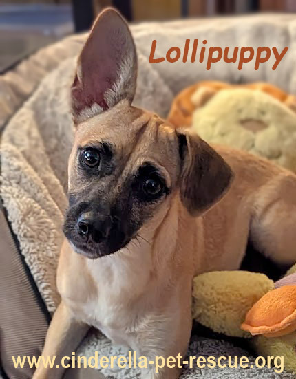 Lollipuppy, an adoptable Belgian Shepherd / Malinois, Chihuahua in Mission, TX, 78574 | Photo Image 1
