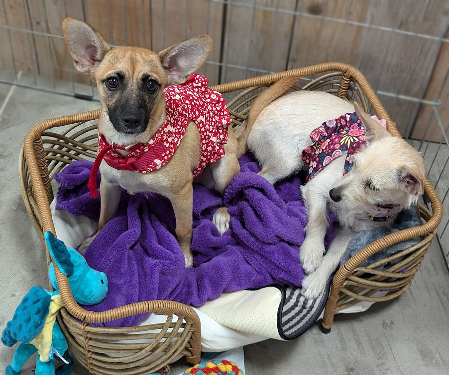 Lollipuppy, an adoptable Belgian Shepherd / Malinois, Chihuahua in Mission, TX, 78574 | Photo Image 2
